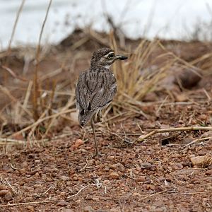 Water Thick-Knee (Burhinus vermiculatus)