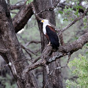 African Fish-Eagle (Haliaeetus vocifer)
