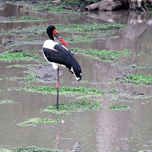 Saddle-billed Stork (Ephippiorhynchus senegalensis)