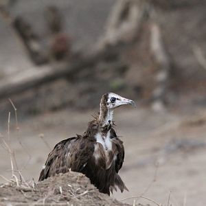 Hooded Vulture (Necrosyrtes monachus)