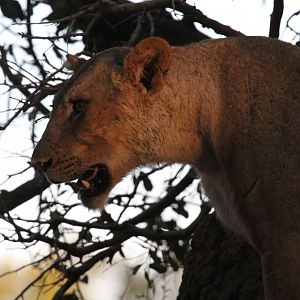 Southern Lion (Panthera leo melanochaita)