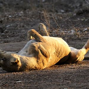 Southern Lion (Panthera leo melanochaita)