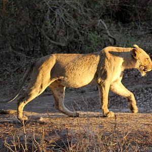 Southern Lion (Panthera leo melanochaita)