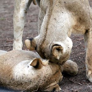 Southern Lion (Panthera leo melanochaita)