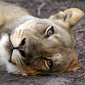 Southern Lion (Panthera leo melanochaita)