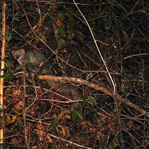 Brown Greater Galago (Otolemur crassicaudatus)