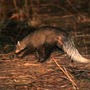 white-tailed mongoose (Ichneumia albicauda)