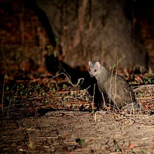 white-tailed mongoose (Ichneumia albicauda)