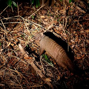 banded mongoose (Mungos mungo)
