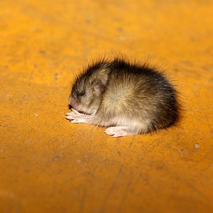 Common Fat Mouse (Steatomys pratensis) young Species ID?
