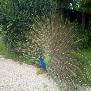 Blue Indian Peafowl