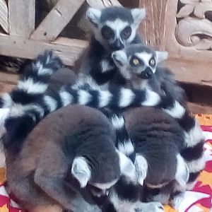Ring Tailed lemurs