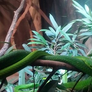 Green mamba