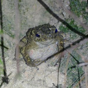 River Toad - Fraser's Hill