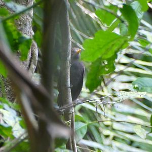 Maroon Woodpecker - Fraser's Hill