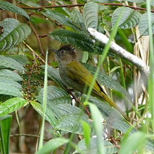 Mountain Bulbul - Fraser's Hill
