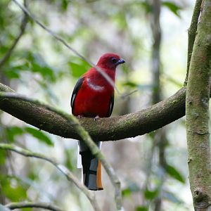 Red-headed Trogon - Fraser's Hill
