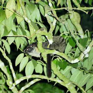 Small-toothed palm civet - Fraser's Hill