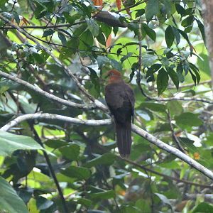 Little Cuckoo-Dove - Fraser's Hill