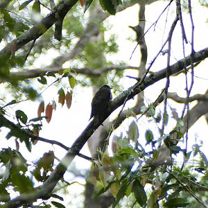Dark Hawk-Cuckoo - Fraser's Hill