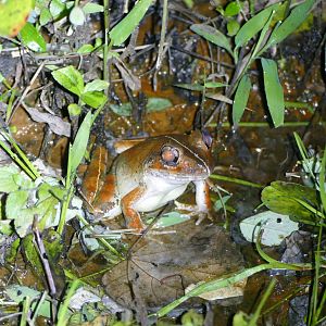 Malaysian Giant Frog - Fraser's Hill