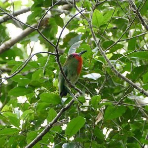 Red-bearded Bee-eater - Fraser's Hill