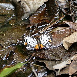 Common Mapwing - Fraser's Hill