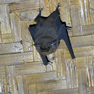 Lesser Sheath-tailed Bat - Taman Negara