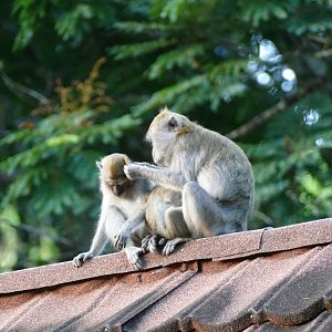 Crab-eating Macaque - Taman Negara