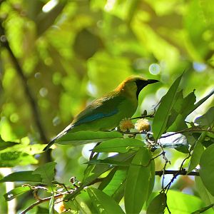 Greater Green Leafbird - Taman Negara