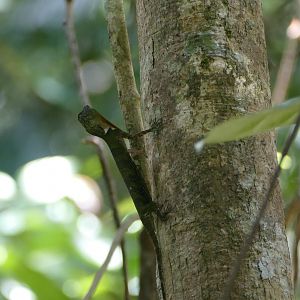 Draco Sp. - Taman Negara