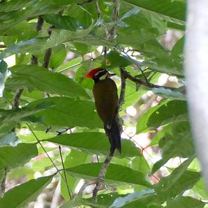 Olive-backed Woodpecker - Taman Negara
