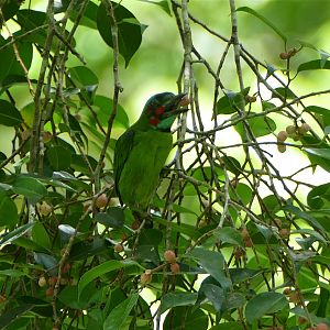 Blue-eared Barbet - Taman Negara