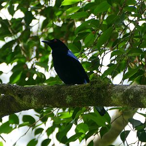 Asian Fairy-bluebird - Taman Negara