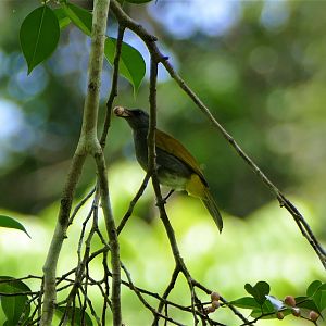 Gray-bellied Bulbul - Taman Negara