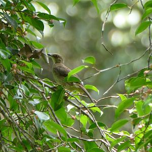Red-eyed Bulbul - Taman Negara