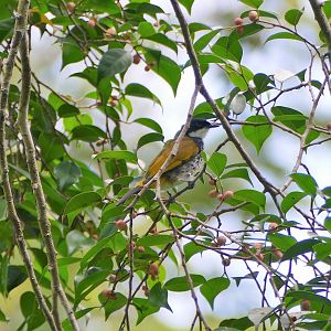 Scaly-breasted Bulbul - Taman Negara
