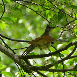 Puff-backed Bulbul - Taman Negara