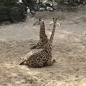 Masai giraffe (Giraffa camelopardalis tippelskirchii)