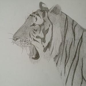 Bengal tiger head