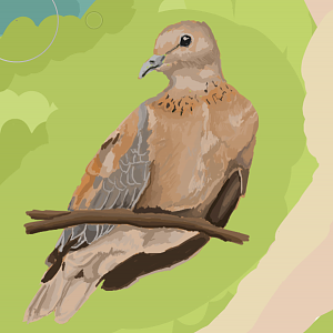 Laughing dove