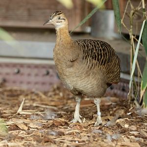 red-winged tinamou (Rhynchotus rufescens)