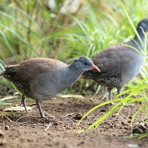 Tataupa tinamou (Crypturellus tataupa)