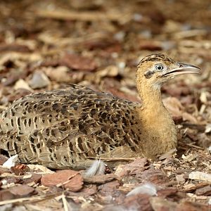 red-winged tinamou (Rhynchotus rufescens)