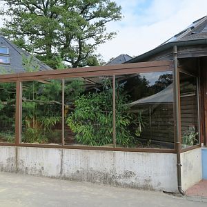 Amazonia - red-winged tinamou