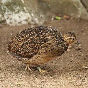 Chilean tinamou (Nothoprocta perdicaria)