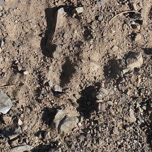snowleopard track jargalant mounatin