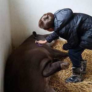 Tapir animal experience