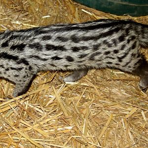 small-spotted genet (Genetta genetta)