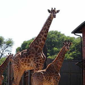 South African giraffe or Cape giraffe (Giraffa camelopardalis giraffa)